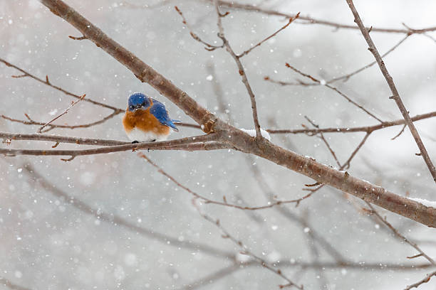 Eastern Bluebird (Sialia sialis) In a Snowstorm Looking Angry An adult Eastern Bluebird (Sialia sialis) resting on a tree branch during a heavy snowstorm.  It looks like the bluebird is staring  directly at the camera with an angry look, but it is really waiting for its turn at the feeders which were full of birds because of all the snow. bluebird bird stock pictures, royalty-free photos & images