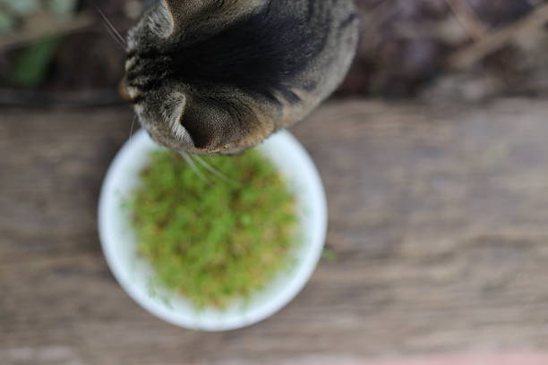 istock Head of a Cat - Top view 510404146