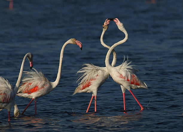 istock Greater Flamingos 510404544