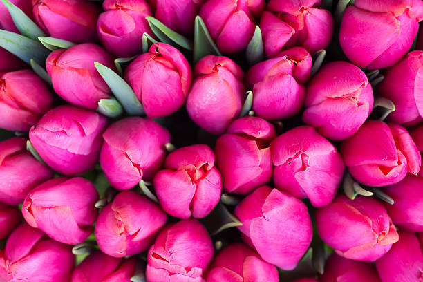 istock Fresh pink tulips 510405006
