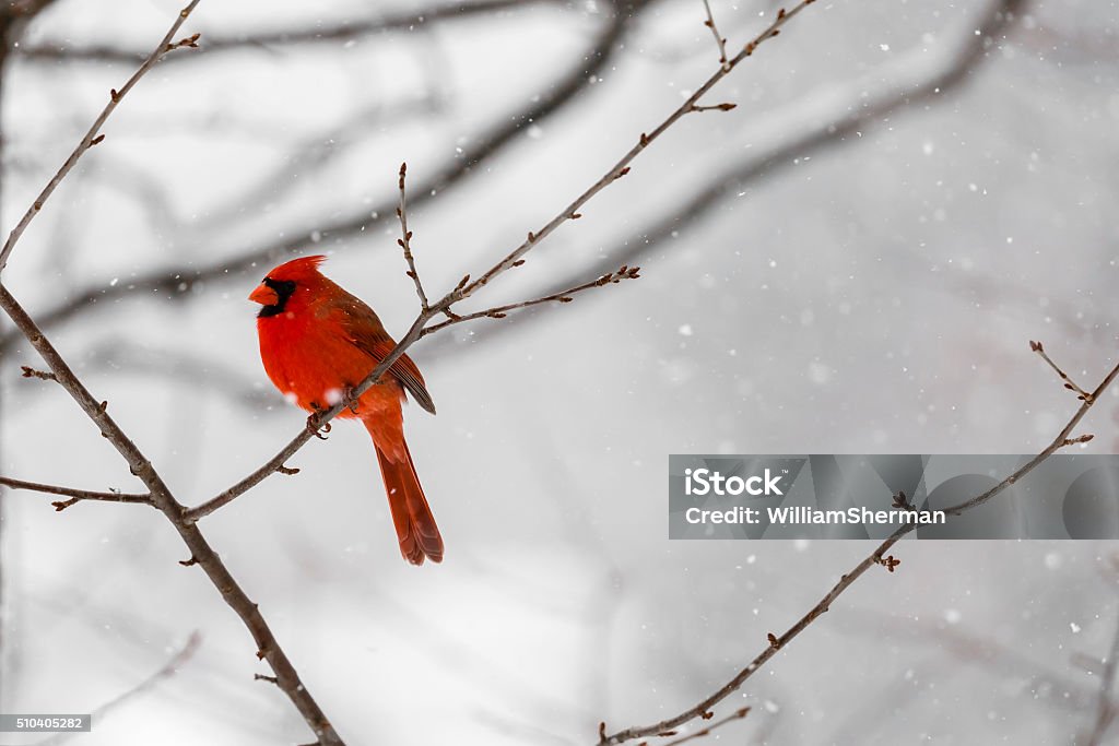 Male Northern Cardinal (Cardinalis cardinalis) In a Blizzard The vibrant red color of a male Northern Cardinal (Cardinalis cardinalis) sitting on the branch is highlighted  against a white snowy background. Cardinal - Bird Stock Photo