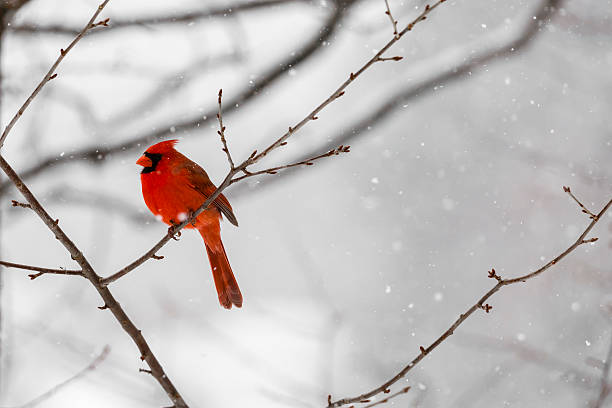 Male Northern Cardinal (Cardinalis cardinalis) In a Blizzard The vibrant red color of a male Northern Cardinal (Cardinalis cardinalis) sitting on the branch is highlighted  against a white snowy background. cardinal bird stock pictures, royalty-free photos & images
