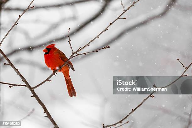 Male Northern Cardinal In A Blizzard Stock Photo - Download Image Now
