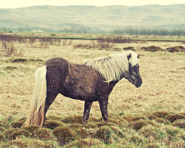 istock Iceland horses pony 510405354