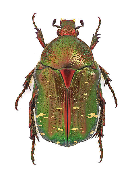 istock Cetonia carthami 510405970