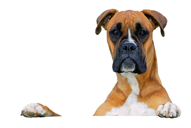 A boxer dog looking out of the window