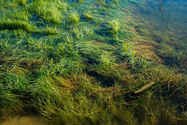 istock Posidonia Seaweed 510406066