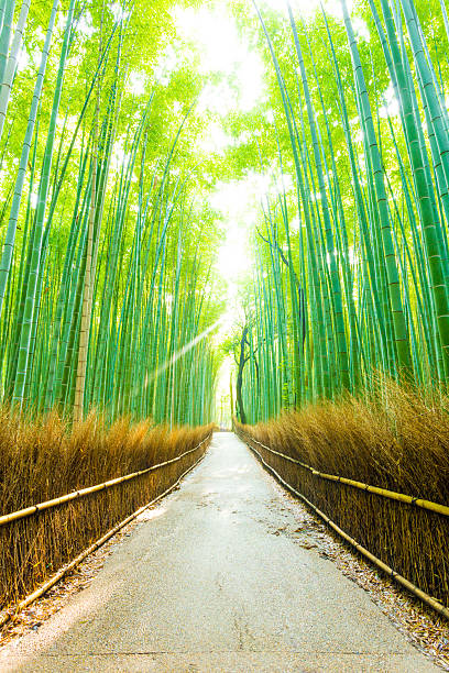 istock Bamboo Tree Forest Morning God Ray Straight Road V 510406370