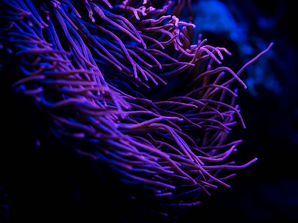 istock close-up of an anemone 510406824