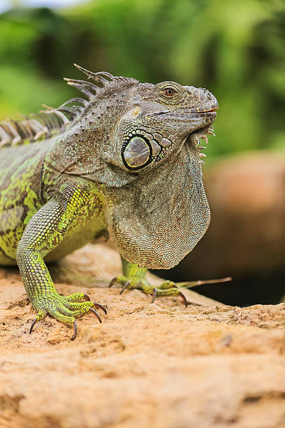 istock Lovely iguana 510406886