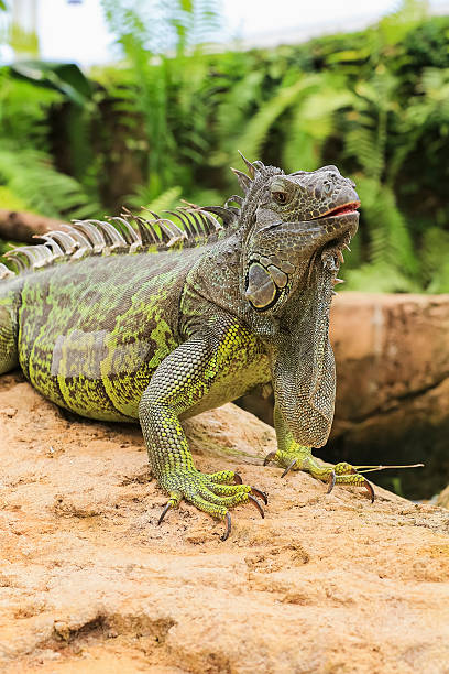 istock Lovely iguana 510406956