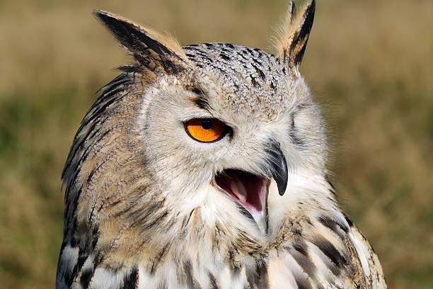 istock The western Siberian eagle-owl 510407236