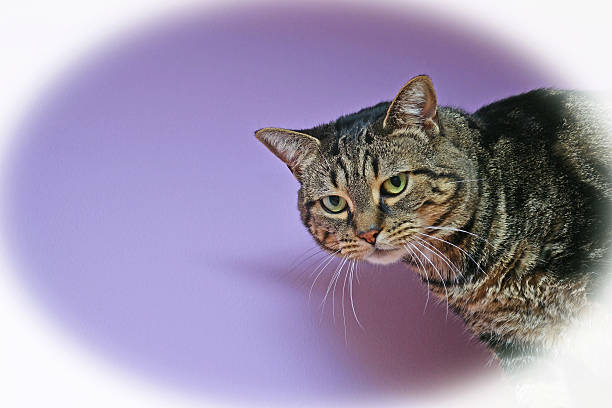 Brown Tabby Cat on a Violet Background with Vignette stock photo