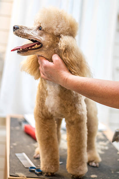 istock Dog grooming a poodle 510410258