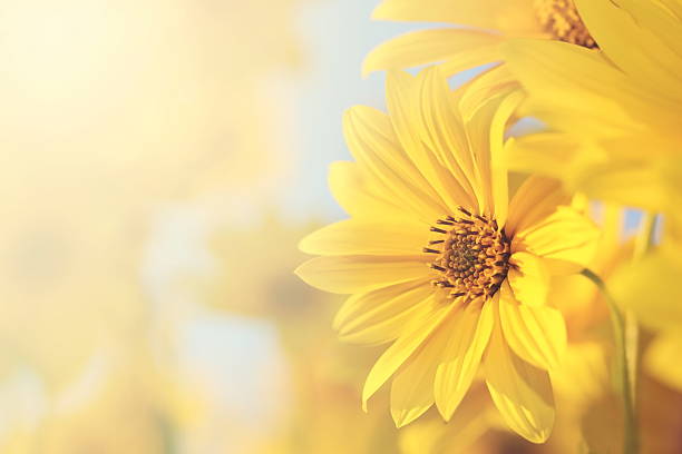 vintage kwiaty - sunflower field flower yellow zdjęcia i obrazy z banku zdjęć