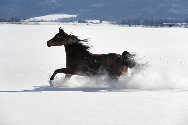 istock Horse Running in Flying Powder Snow, Back Lit by Sunlight 510410520