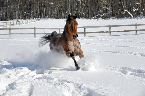 istock Horse Running in Powder Snow at Camera 510411100