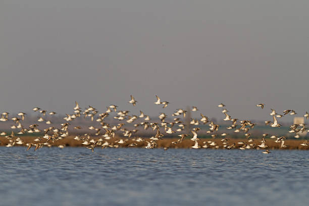 istock numerous flock of migrating shorebirds 510411552