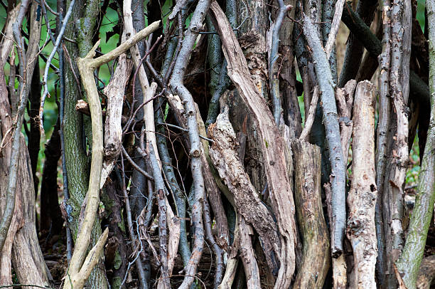 istock arrangement of logs 510411612
