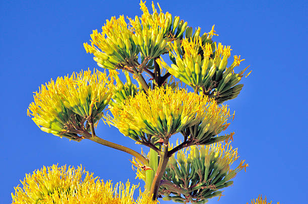 istock agave flower against blue sky 510411911