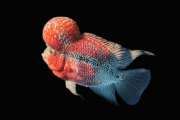 istock Flower Horn Fish isolated on Black 510411969