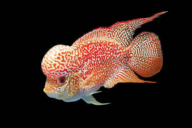 istock Flower Horn Fish isolated on Black 510411979