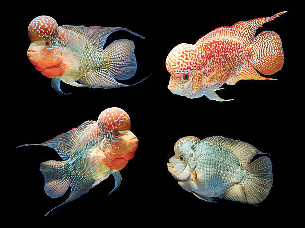 istock Flower Horn Fish isolated on Black 510411987