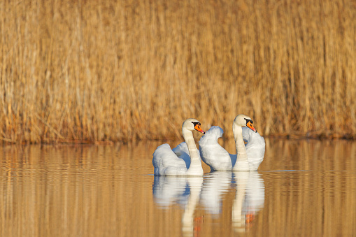 white swans in Orange water  in reeds
