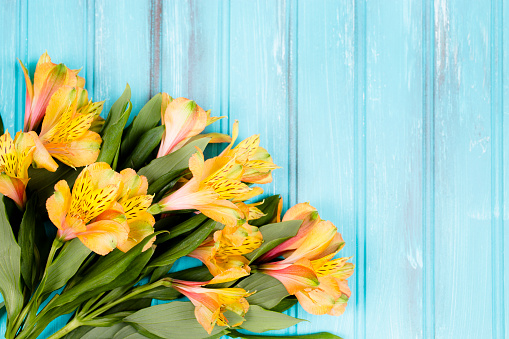 Close-up, high angle view of a bouquet of yellow alstroemeria flowers lying in a row on a vintage blue wooden background.  Great border for Easter, Mother's Day, or spring themes.  Green stems, leaves. No people.  Copyspace at top.