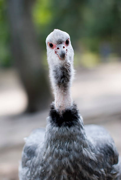 Chauna torquata bird looking into the camera Chauna torquata bird looking confused when photographer starts photographing him. sweet southern screamer stock pictures, royalty-free photos & images