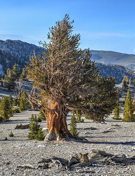 古代イガゴヨウマツ森林 - bristlecone pine bark tree curve ストックフォトと画像
