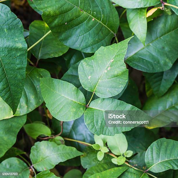 Poison Ivy Stock Photo - Download Image Now - Green Color, Leaf, Nature