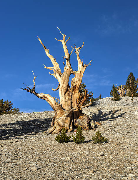 앤시��언트 브리슬콘 파인에서 임산 - twisted branch tree california 뉴스 사진 이미지