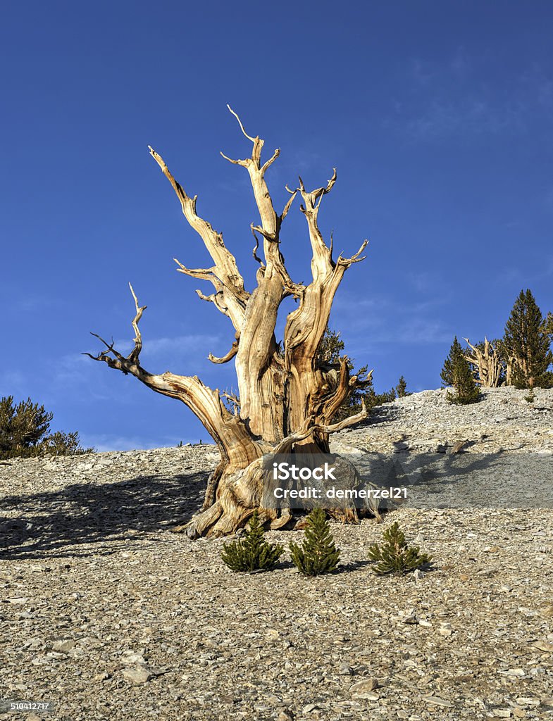 Ancient Bristlecone Pine Forest Ancient Bristlecone Pine Forest - a protected area high in the White Mountains in Inyo County in eastern California. Ancient Bristlecone Pine Forest Stock Photo