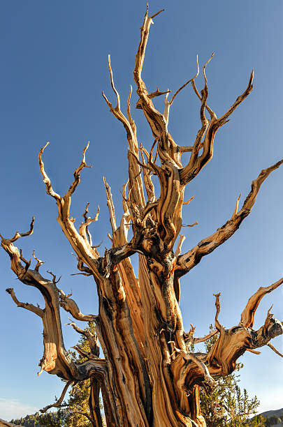 古代イガゴヨウマツ森林 - bristlecone pine bark tree curve ストックフォトと画像