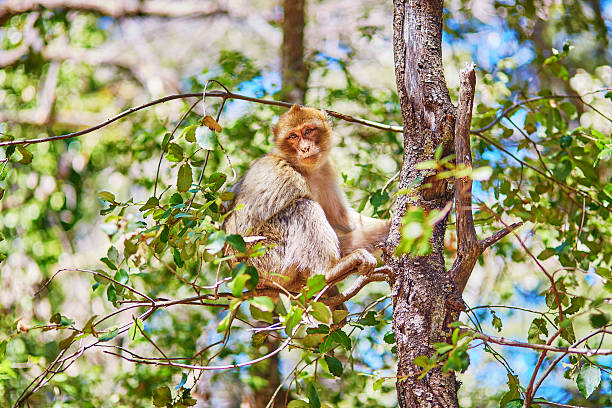 Barbary Apes in the Cedar Forest in Northern Morocco Barbary Apes in the Cedar Forest near Azrou, Northern Morocco, Africa barbary macaque stock pictures, royalty-free photos & images
