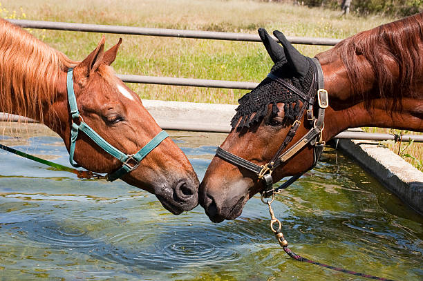 pair of saddlbred horses