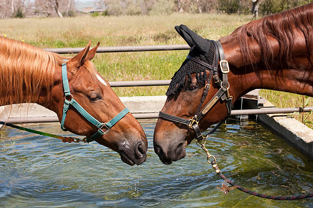 istock nose to nose 510413064