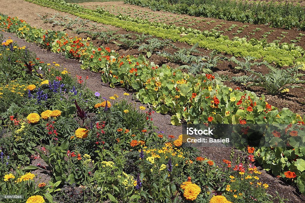 Blumen und Gemüse - Lizenzfrei Gartenringelblume Stock-Foto