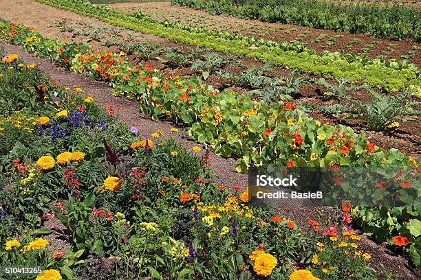 Blumen Und Gemüse Stockfoto und mehr Bilder von Gartenringelblume - Gartenringelblume, Hausgarten, Kräutergarten
