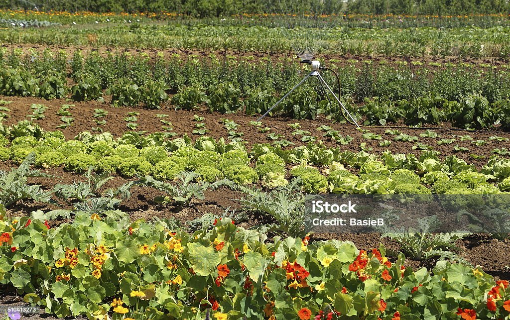 Blumen und Gemüse - Lizenzfrei Gemüsegarten Stock-Foto