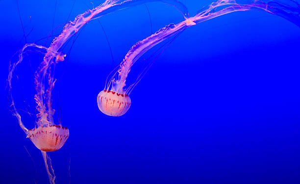 meduzy (scyphozoa - scyphozoa zdjęcia i obrazy z banku zdjęć