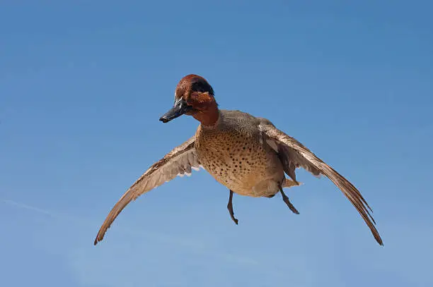 Photo of taxidermied green-winged teal (anas crecca)