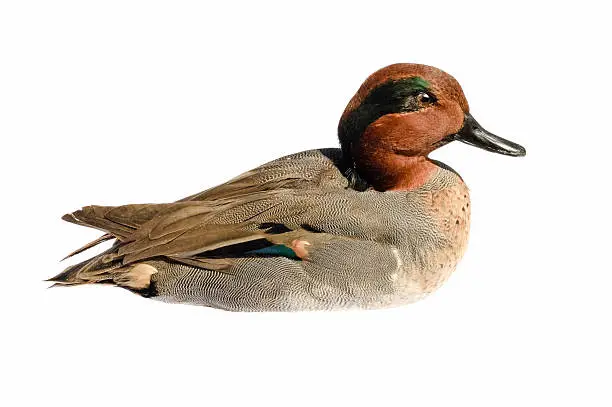 Photo of taxidermied Green-winged teal