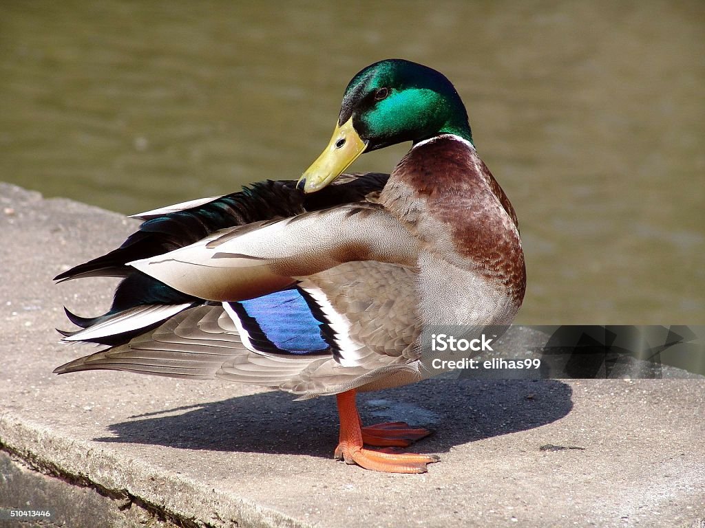 beautiful colourful duck A colorful duck scratching it's back Animal Stock Photo