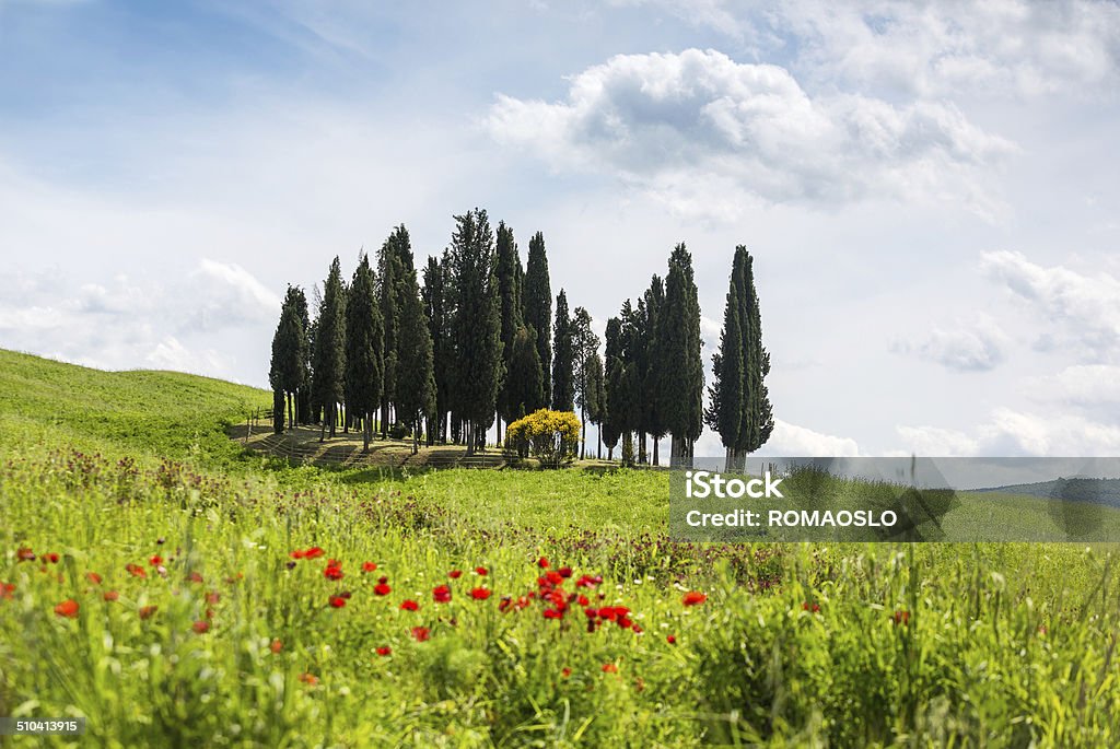 Cypresses in Val d'Orcia, Toscana, Italia - Foto stock royalty-free di Albero