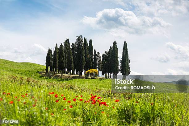 Cypresses In Val Dorcia Toscana Italia - Fotografie stock e altre immagini di Albero - Albero, Ambientazione esterna, Bellezza naturale