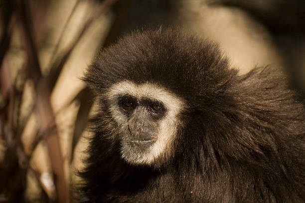 istock White Handed Gibbon 510413984