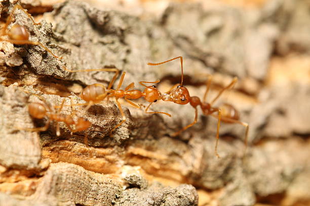 istock red ant in the green garden 510414092