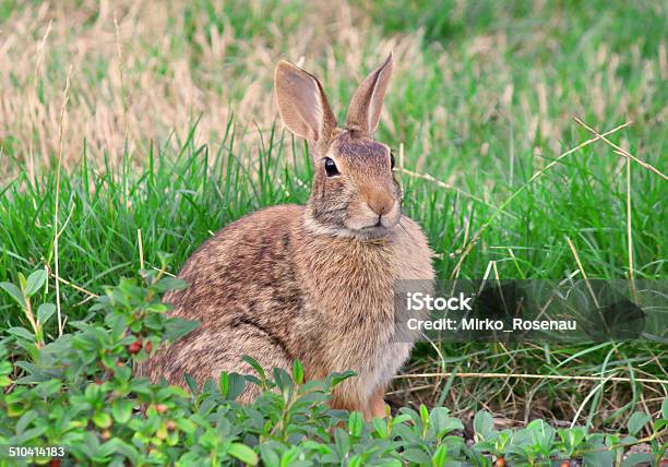 Wild Rabbit In Grass Stock Photo - Download Image Now - Agricultural Field, Animal, Animal Body Part